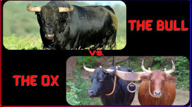 The Bull vs the ox by Brandon Spencer
