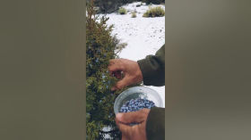 Harvesting Juniper berries for a probiotic drink🌿#forager #liquidarian #herbalist by The Life Cultivationist